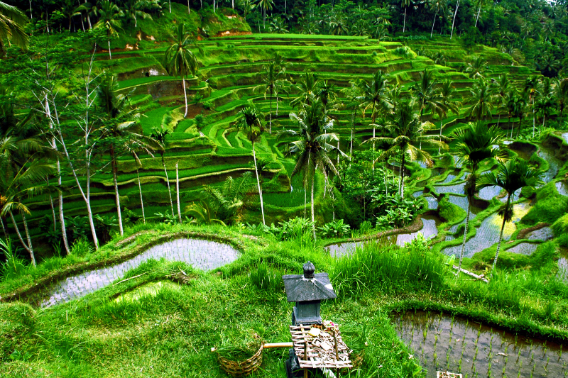 Read more about the article Bali cool places guide