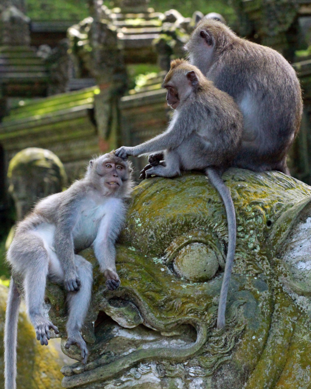 Read more about the article What are the best animal parks in Bali