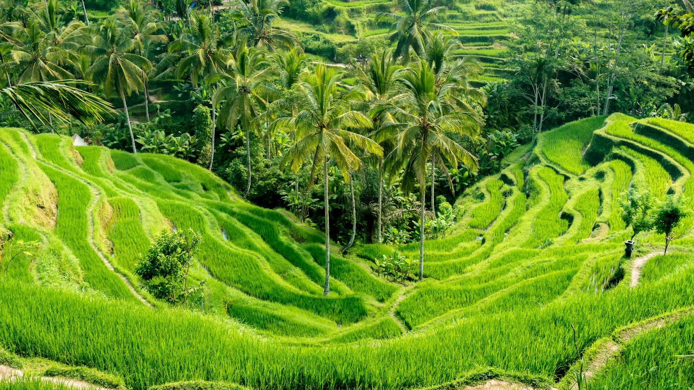 Read more about the article What are the best hotels in Bali for a nature getaway?